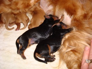 Minnie and Granger shortly after birth