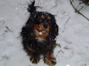 Maya in the snow