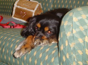 Maya relaxing on a couch in Florida