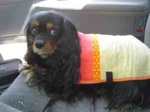 Maya with her cool coat