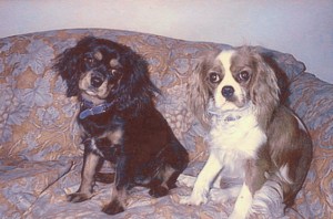 Maya and Lucy as Puppies