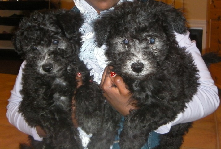 MayaLu A Litter Girls at 8 weeks