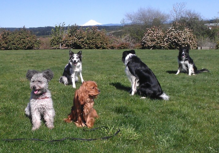 Bella and Teddy in the yard behind Daisy and David's house and Clear Mind Agility Hall.