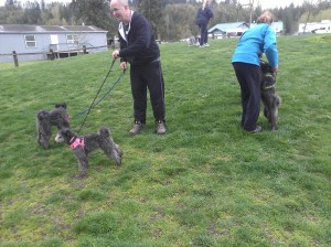 Trying to round up the puppies for a picture