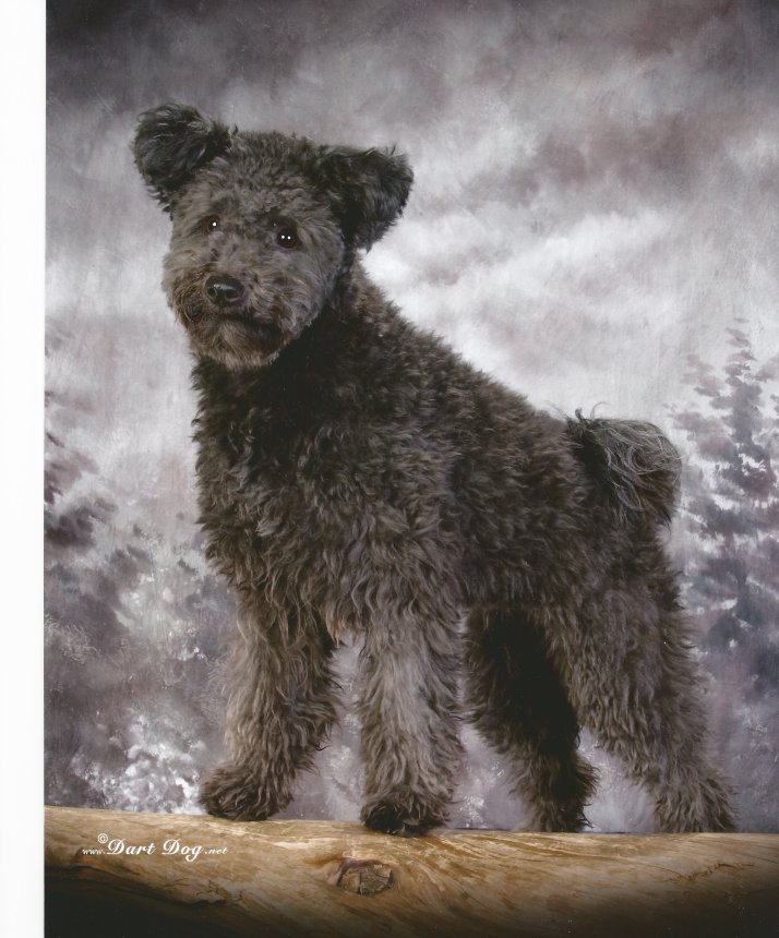 Knixa at 10 months old